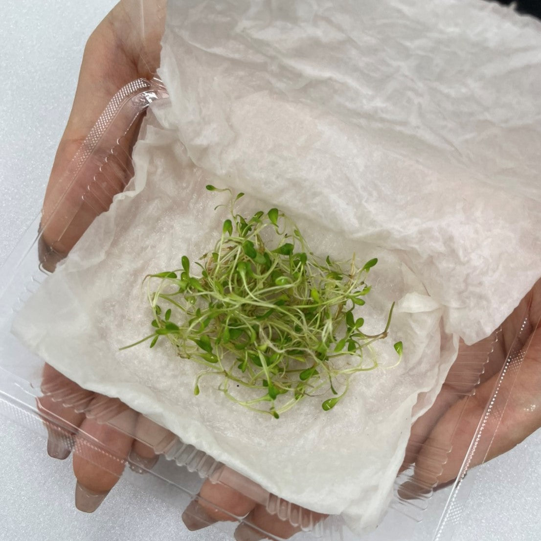 グロッソスティグマ 無農薬の水草 国産