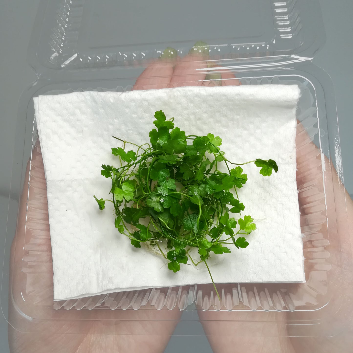 (水草)オーストラリアンノチドメ (無農薬)前景草 中景草 水上葉