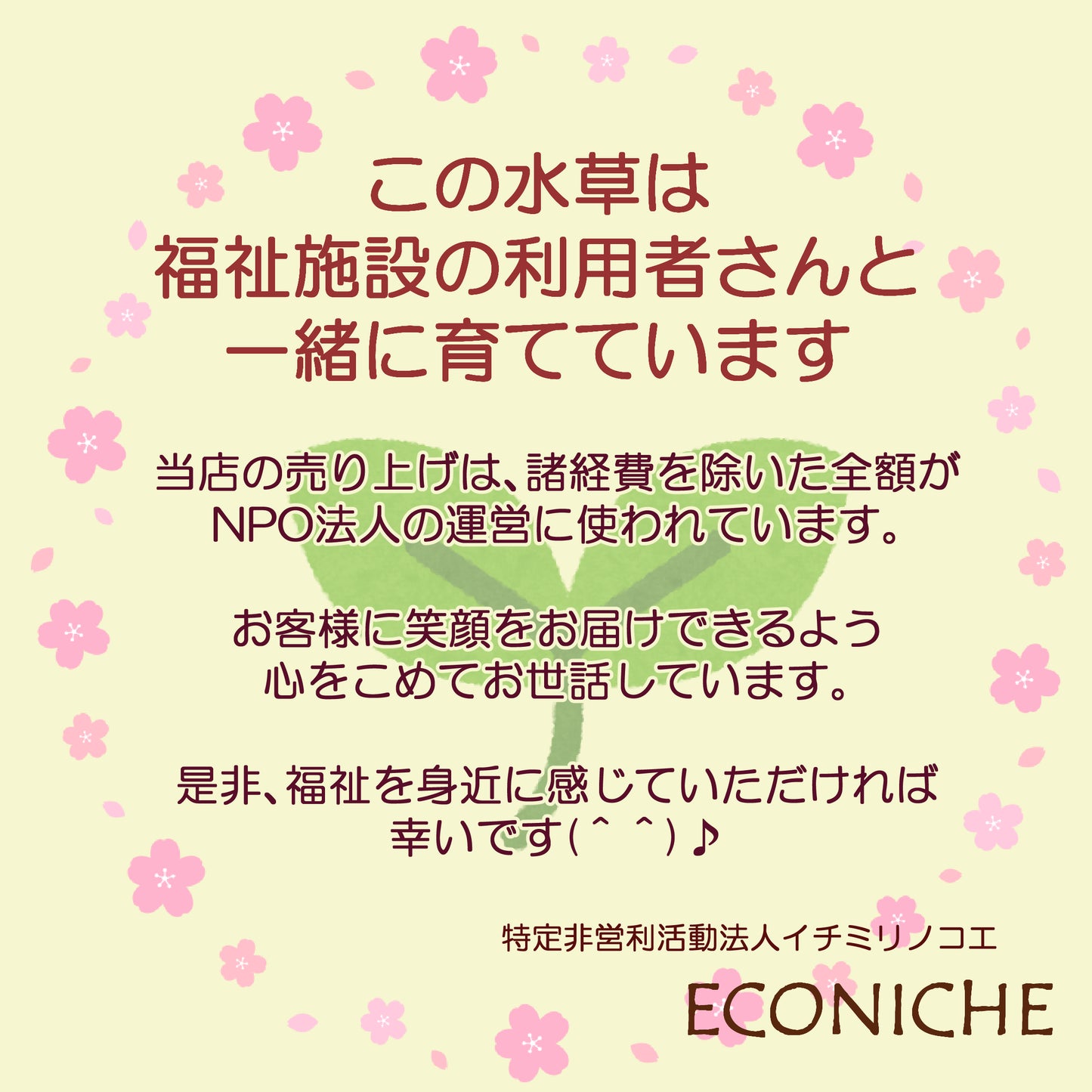 (水草)国産 フィランサス・フルイタンス (無農薬) 浮草
