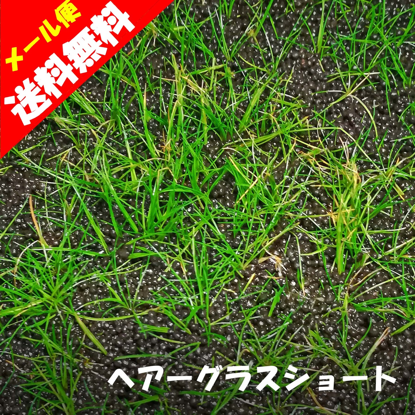 ヘアーグラスショート 水草 通販 国産無農薬 木更津