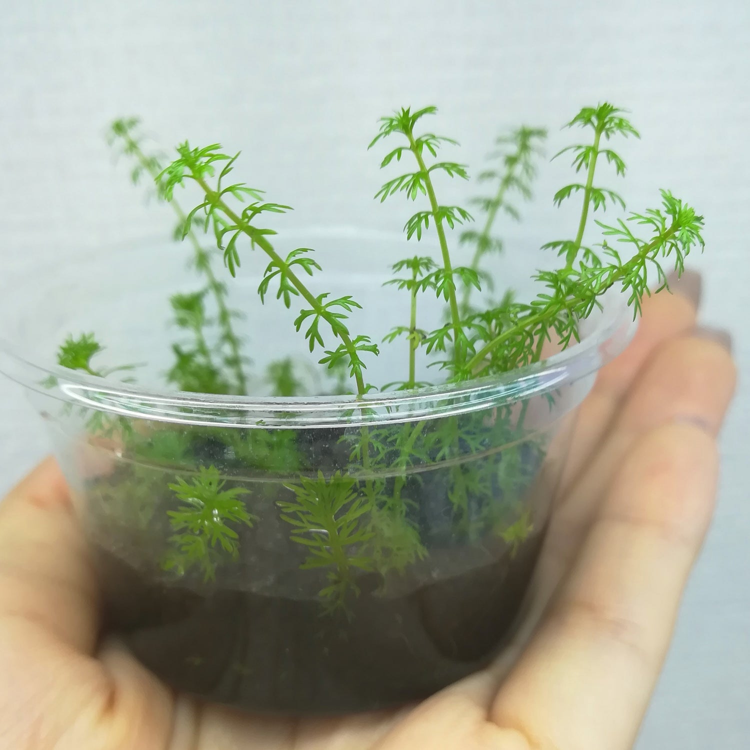  ミリオフィラムsp.ガイアナドワーフ　水草　国産無農薬　通販　木更津