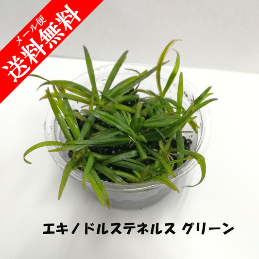 エキノドルステネルス　グリーン　水草　通販　国産