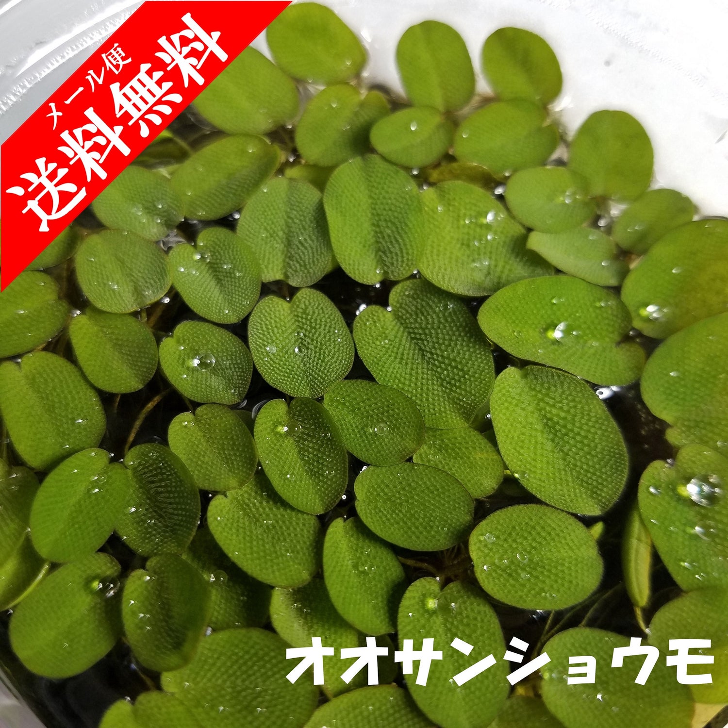 水草）国産 オオサンショウモ (無農薬） 浮草 – econiche japan