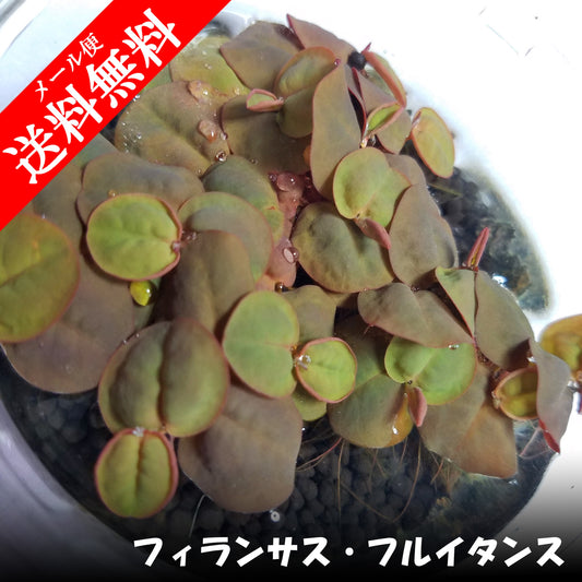 フィランサス・フルイタンス 水草 通販