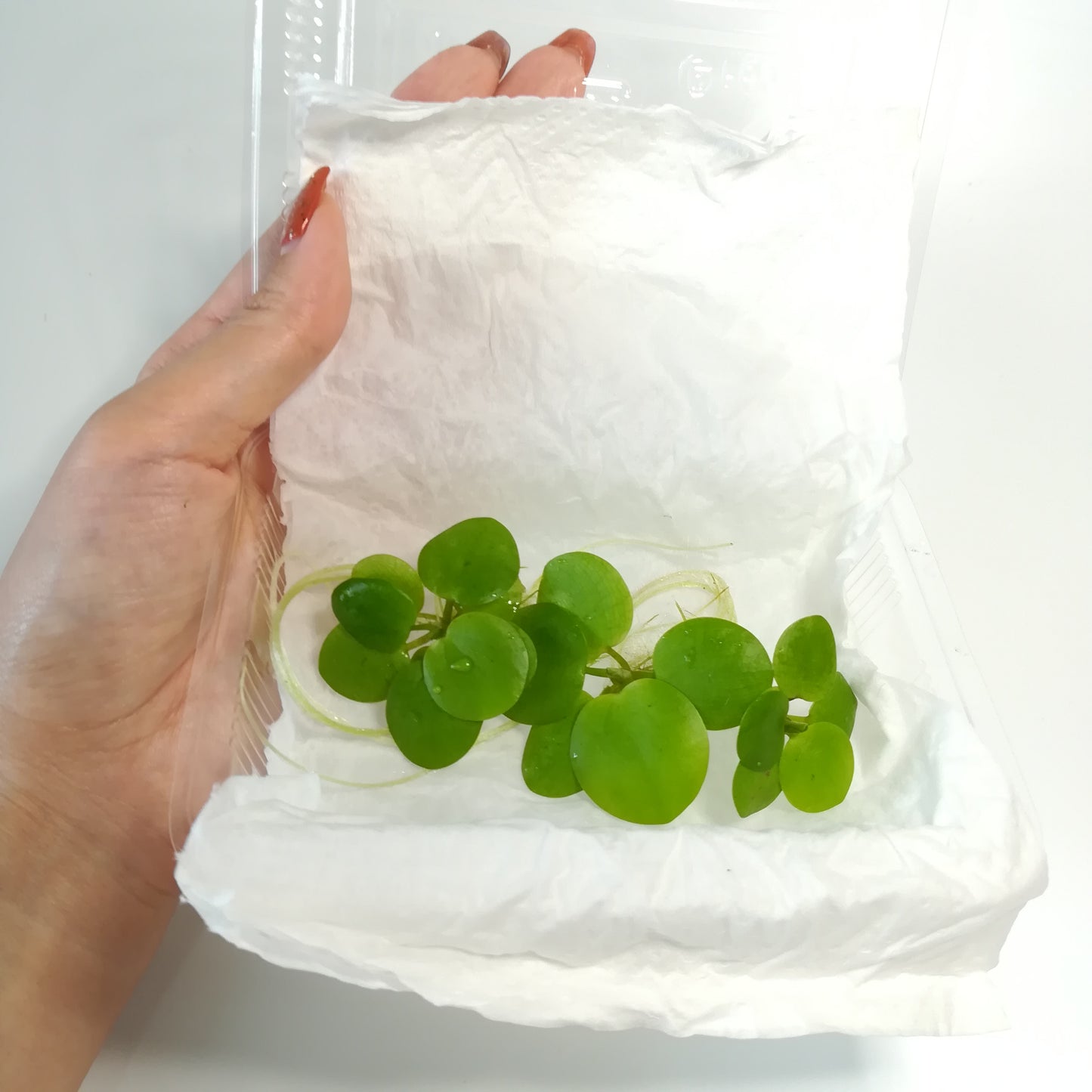 アマゾンフロッグビット　浮草　水草　通販