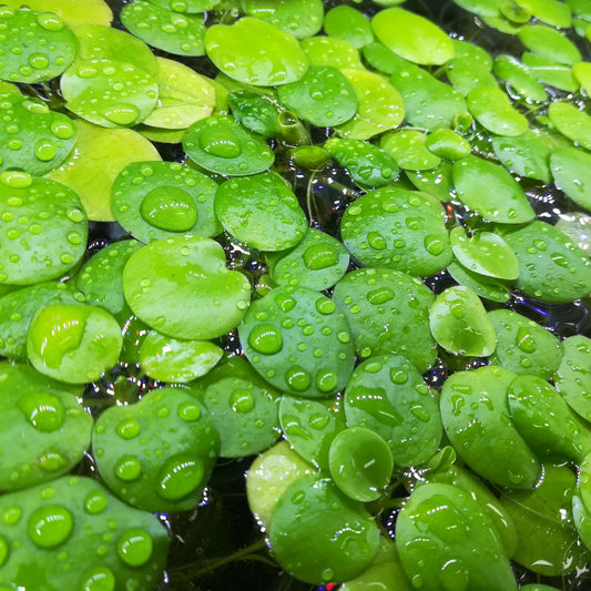 アマゾンフロッグビット 水草 国産 無農薬 通販