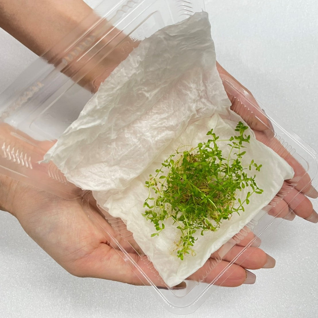 （水草）国産 パールグラス（無農薬）中景草　後景草　水上葉