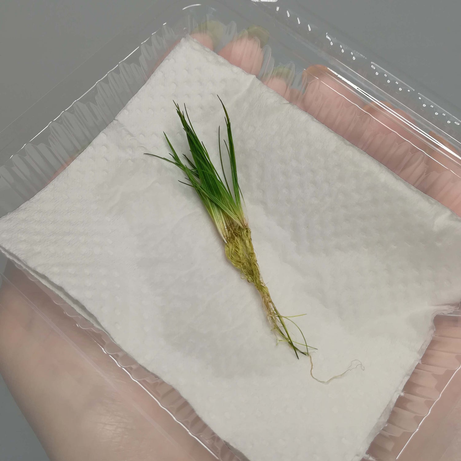 ショートヘアグラス　国産無農薬　木更津　通販　水草