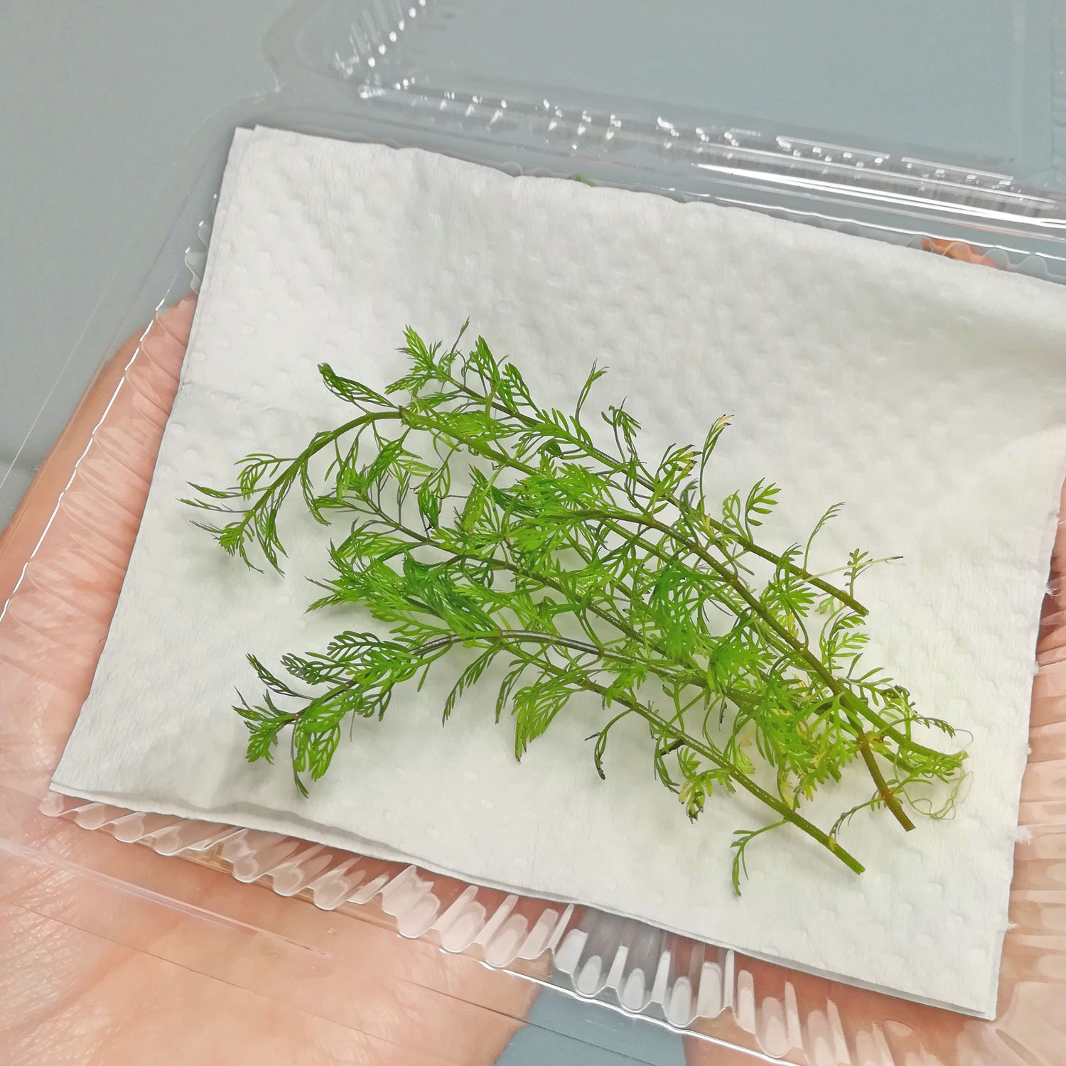 ミリオフィラム・マットグロッセンセ　水草　通販　国産無農薬
