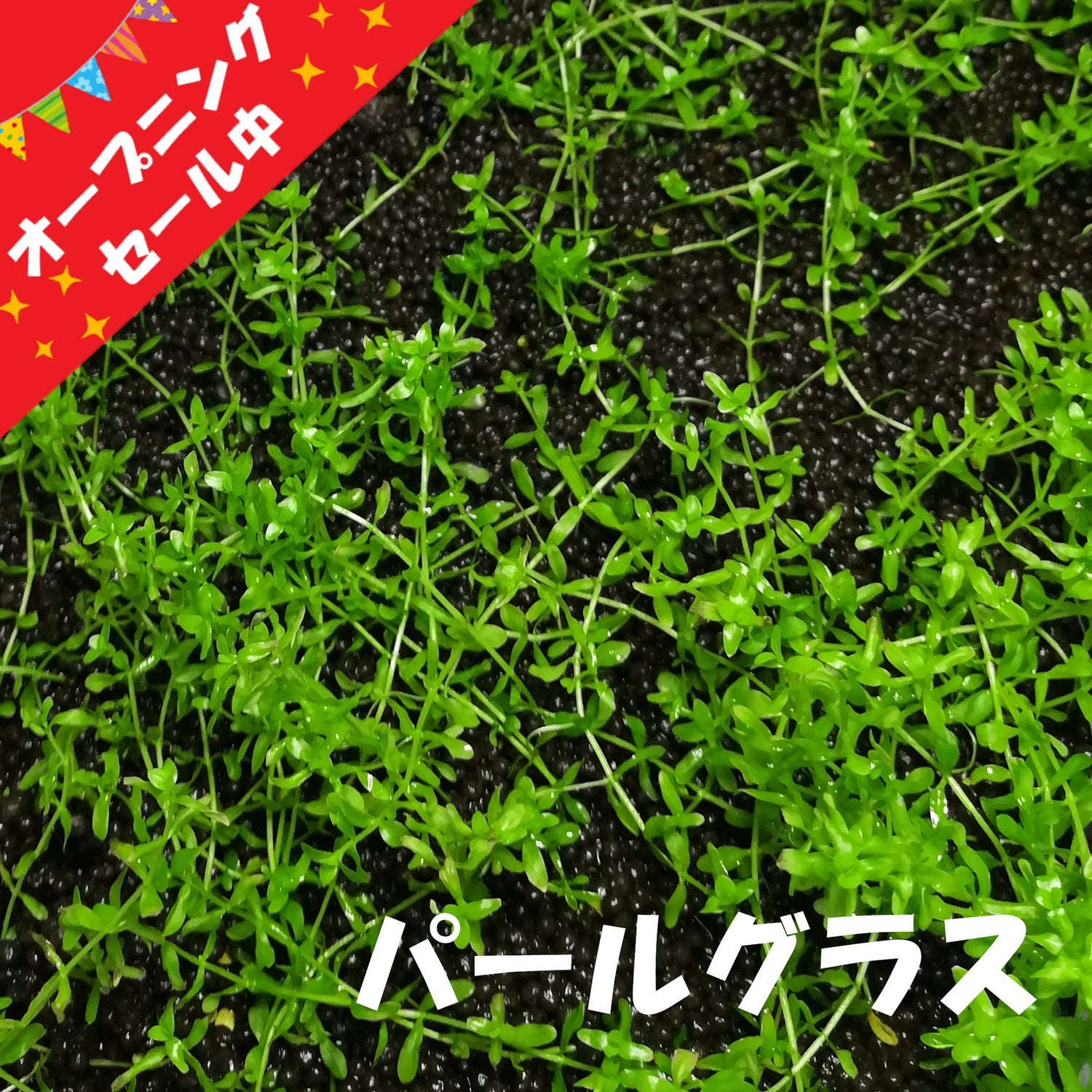 水草　無農薬