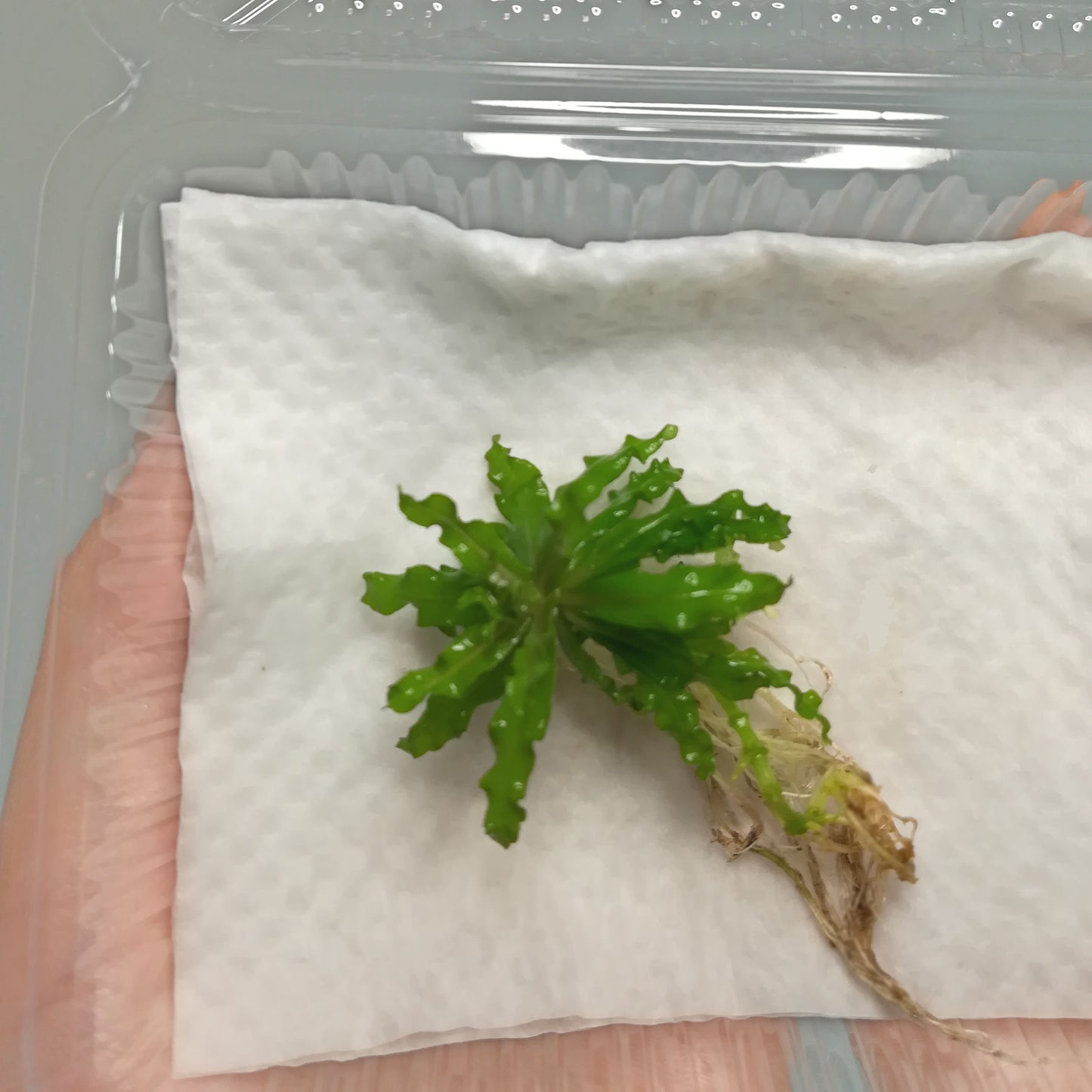 ポゴステモンヘルフェリー　水草　国産無農薬　通販　木更津