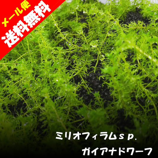 ミリオフィラムsp　ガイアナドワーフ　通販　水草　国産無農薬