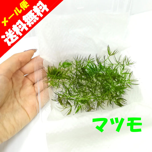 マツモ　水草　無農薬　国産　水上葉