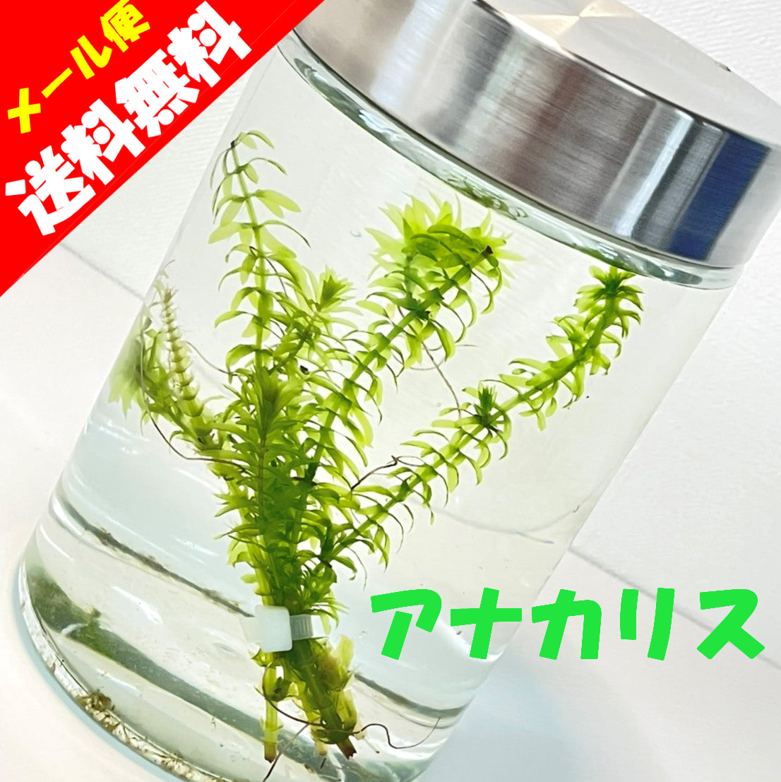 アナカリス　水草　通販　国産　無農薬