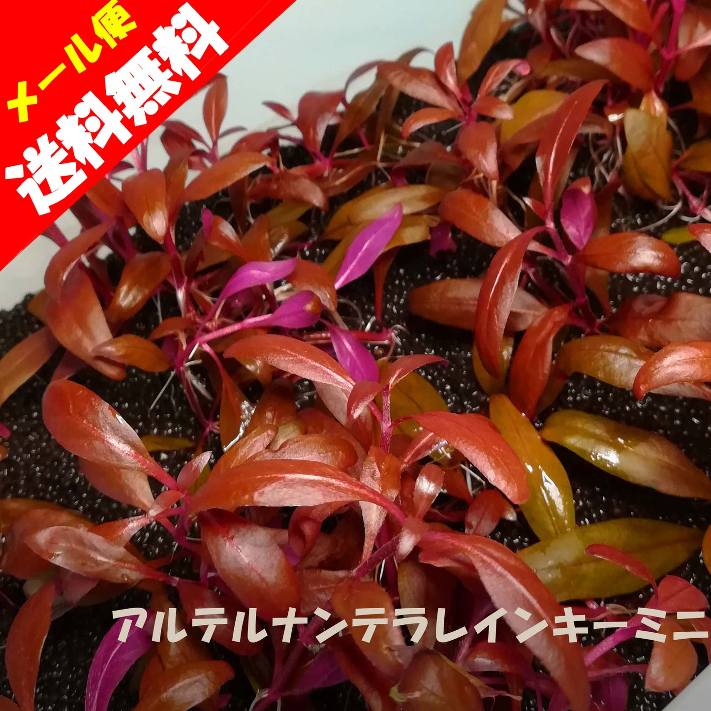 アルテルナンテラレインキーミニ　水草　通販　木更津　無農薬　水上葉