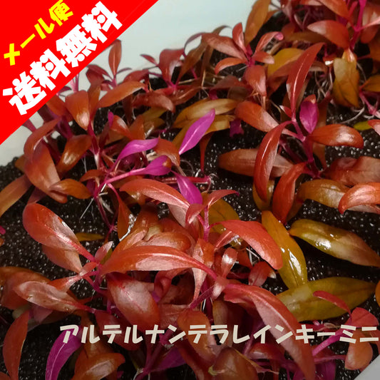 アルテルナンテラレインキーミニ 水草 通販 木更津 無農薬 水上葉