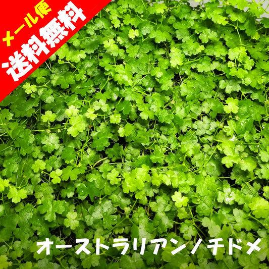 オーストラリアンノチドメ　水草　通販　無農薬　