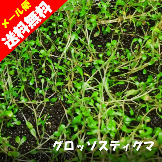 グロッソスティグマ 水草 通販 国産 無農薬