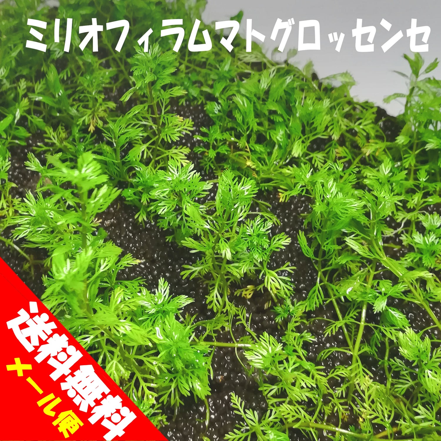 ミリオフィラム・マットグロッセンセ　水草　国産無農薬　通販