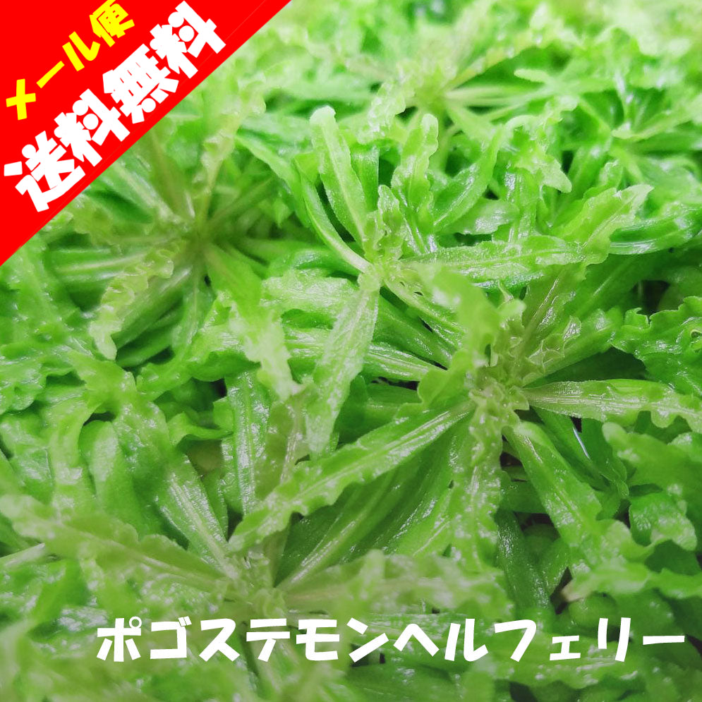 ポゴステモン　ヘルフェリー　水草　無農薬　国産